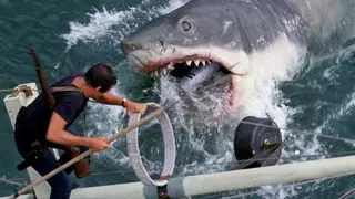 Стивен Спилберг искренне надеется, что акулы не сердятся на него за влияние "Челюстей" на "безумную спортивную" рыбалку