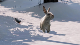 Фанаты The Last of Us хотят увидеть вирусную сцену с кроликом в сериале от HBO