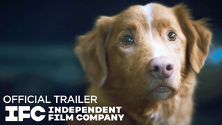 Хоррор глазами пса: вышел трейлер "Хорошего мальчика"