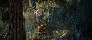 Первый трейлер Hunting Simulator 3 показывает охоту в кооперативе