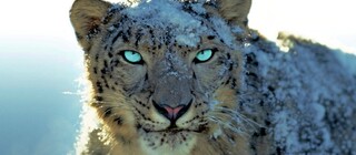 Apple готовит iOS 27 в духе Snow Leopard с акцентом на производительность и ИИ