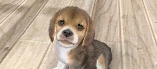 Фанат Nintendogs собрал 52 копии игры ради благородной цели – заботы о виртуальных песиках