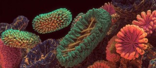 Ученые случайно обнаружили трио бактерий, способных переваривать вредную пластиковую добавку