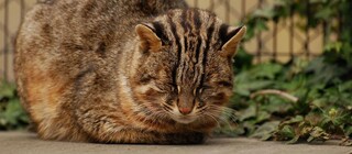 Редчайшая дикая кошка с острова из Ghost of Tsushima возвращается из-за грани вымирания