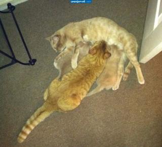 Прикольная картинка  прошедшей субботы №196906