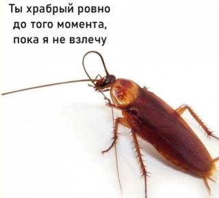 Прикол воскресения №254133