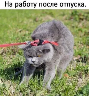 Смешная картинка среды №190447