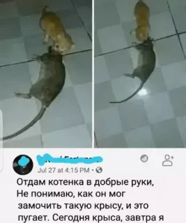 Прикольная картинка прошедшего вторника №254368