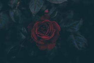 Темные обои: темный, листья, бутон, роза