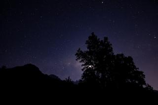 Темные обои: силуэт, деревья, ночь, звездное небо