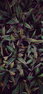 Темные обои: растения, листья, полосы, пурпурный