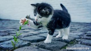 cat-kitty-flower