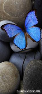 insect-stones-blue-2