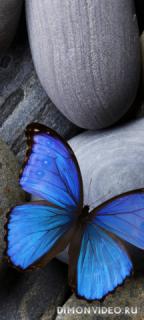 insect-stones-blue