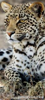 leopard-photo