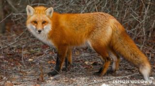 animals-foxes-05
