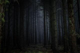 Темные обои: темный, мрачный, деревья, туман