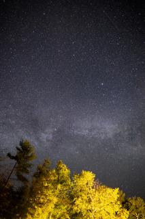 Темные обои: звездное небо, звезды, деревья, ночь