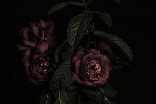 Темные обои: бутоны, лепестки, розы, цветы