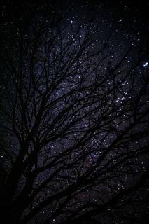 Темные обои: темный, звездное небо, ночь, дерево