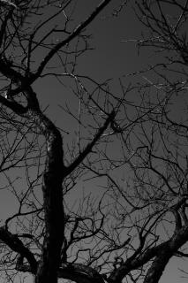 Темные обои: ветки, дерево, чб, темный