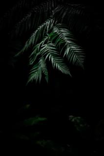 Темные обои: листья, растение, папоротник, темный