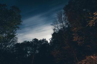 Темные обои: звезды, небо, ночь, деревья