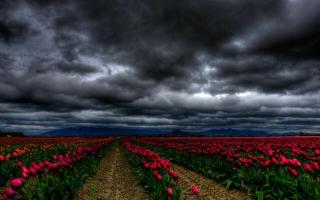 Темные обои: цветы, небо, поле, тучи