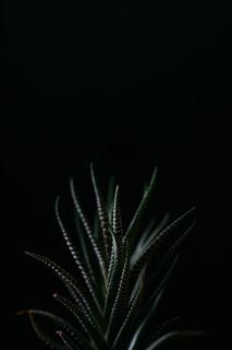 Темные обои: суккулент, растение, листья, темный