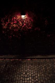 Темные обои: фонарь, листья, свет, темный