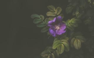 Темные обои: фиолетовый, цветок, куст