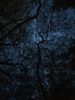 Темные обои: темный, деревья, небо, сумерки