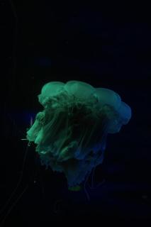 Темные обои: медуза, щупальце, темный, подводный мир