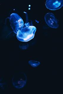 Темные обои: медузы, синий, темный, свечение