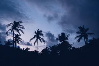 Темные обои: облака, ночь, пальмы