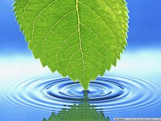 Обои: вода, листья, зеленые