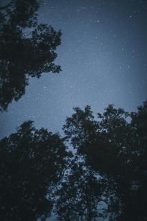 Темные обои: деревья, звездное небо, звезды, ночь
