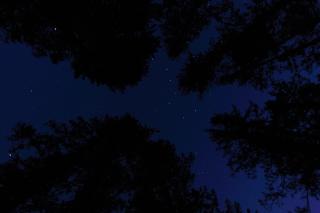 Темные обои: деревья, ночь, вид снизу, звездное небо