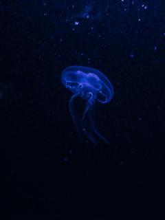 Темные обои: подводный мир, синий, фосфор, медуза