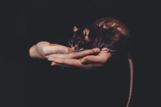 Темные обои: крыса, домашнее животное, руки