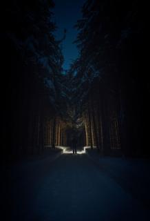 Темные обои: деревья, дорога, лес, силуэт