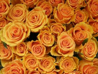 Обои: розы, цветы, оранжевые, растения