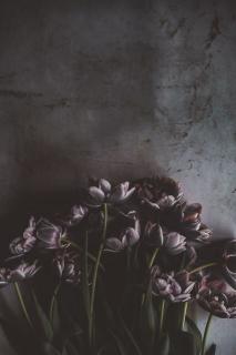 Темные обои: тюльпаны, стена, букет, цветы