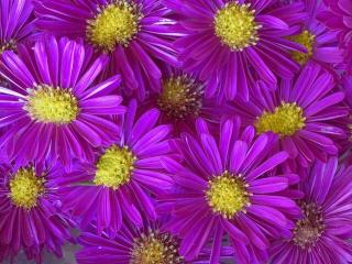 Обои: фиолетовые, цветы, растения