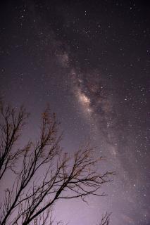 Темные обои: деревья, звездное небо, ночь, звезды