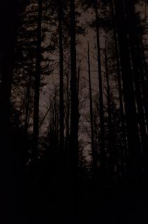 Темные обои: темный, звезды, деревья, ночь