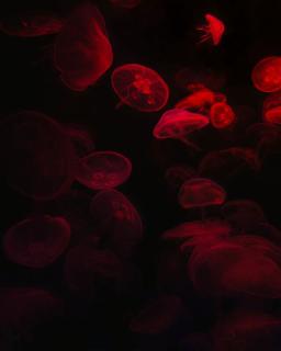 Темные обои: подводный мир, свечение, черный, медузы