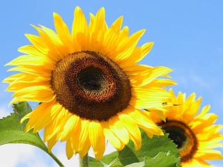 Обои № 549664 sunflowers