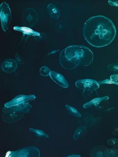 Обои № 554916 underwater