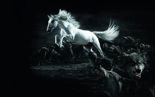 Обои № 557804 horses